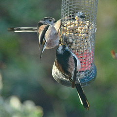 Long Tailed Tits