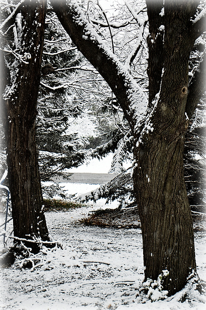 Seasonal Window view