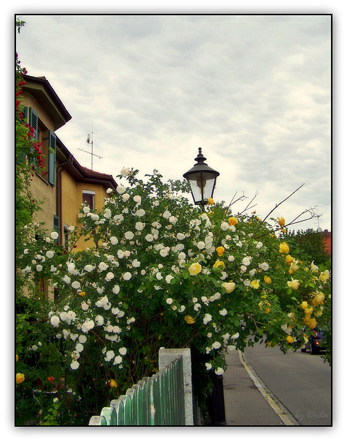 Thelottviertel - Gartenstadt/Garden City