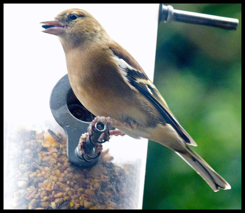 Eastham hide (7)