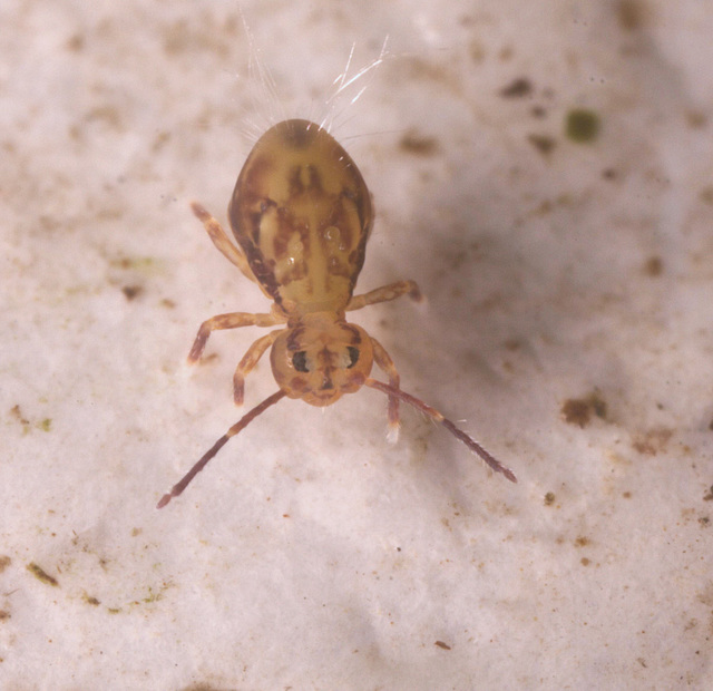 Springtail IMG 1523reworked