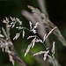 20110519 2635RAw [D~MI] Gras, Großes Torfmoor, Hille