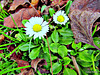 Just Daisies and Dead Leaves.