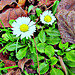 Just Daisies and Dead Leaves.