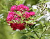 Büschelrose