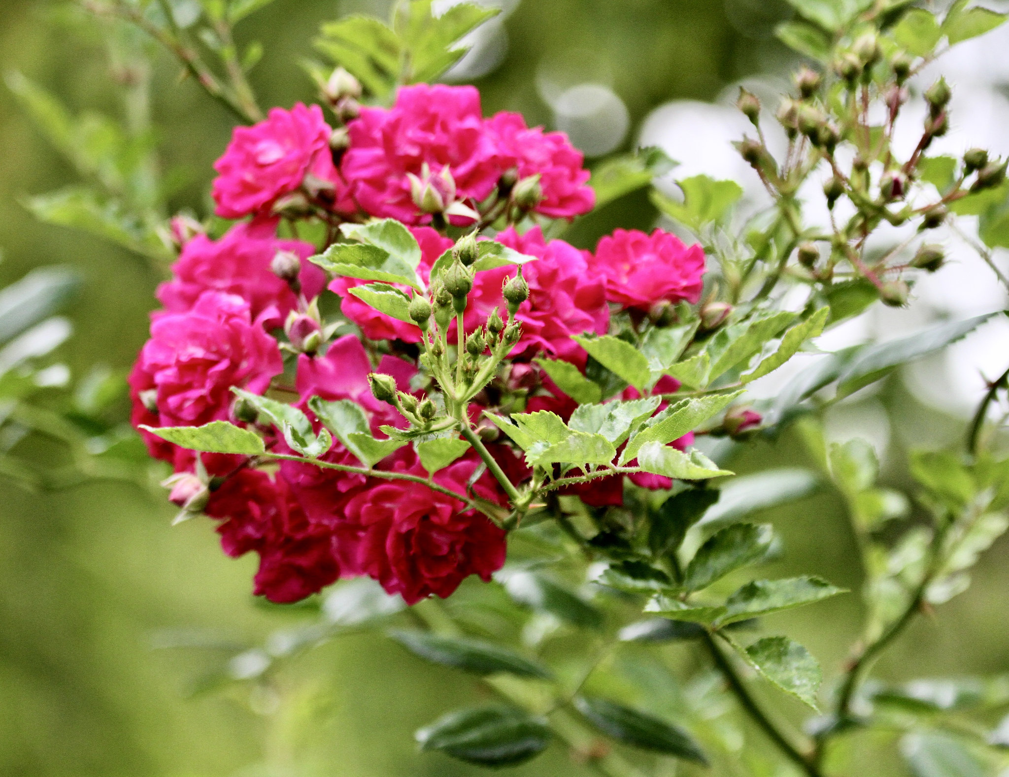 Büschelrose