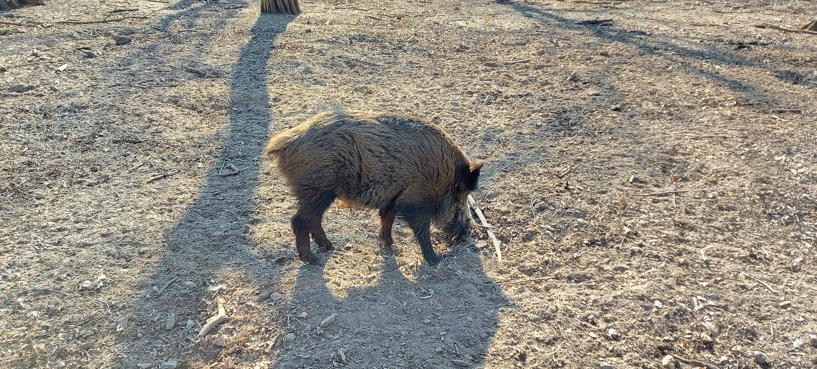 Karlstern animal park