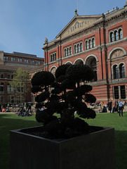 V&A courtyard and tree