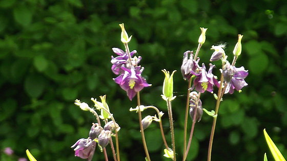 I have so many growing wild in the garden