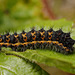 Emperor Moth Caterpillar (Saturnia pavonia)
