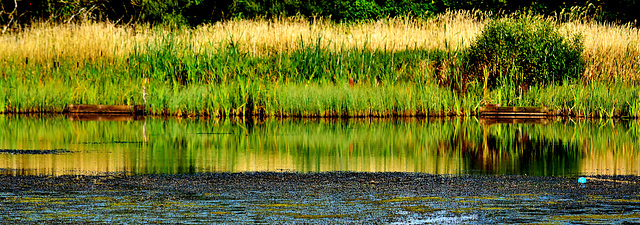 Long sweep of bullrushes