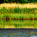 Long sweep of bullrushes