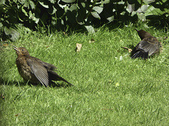 Juvenile Blackbirds sunbathing