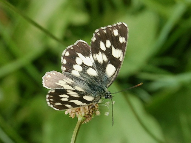DSC 0192a