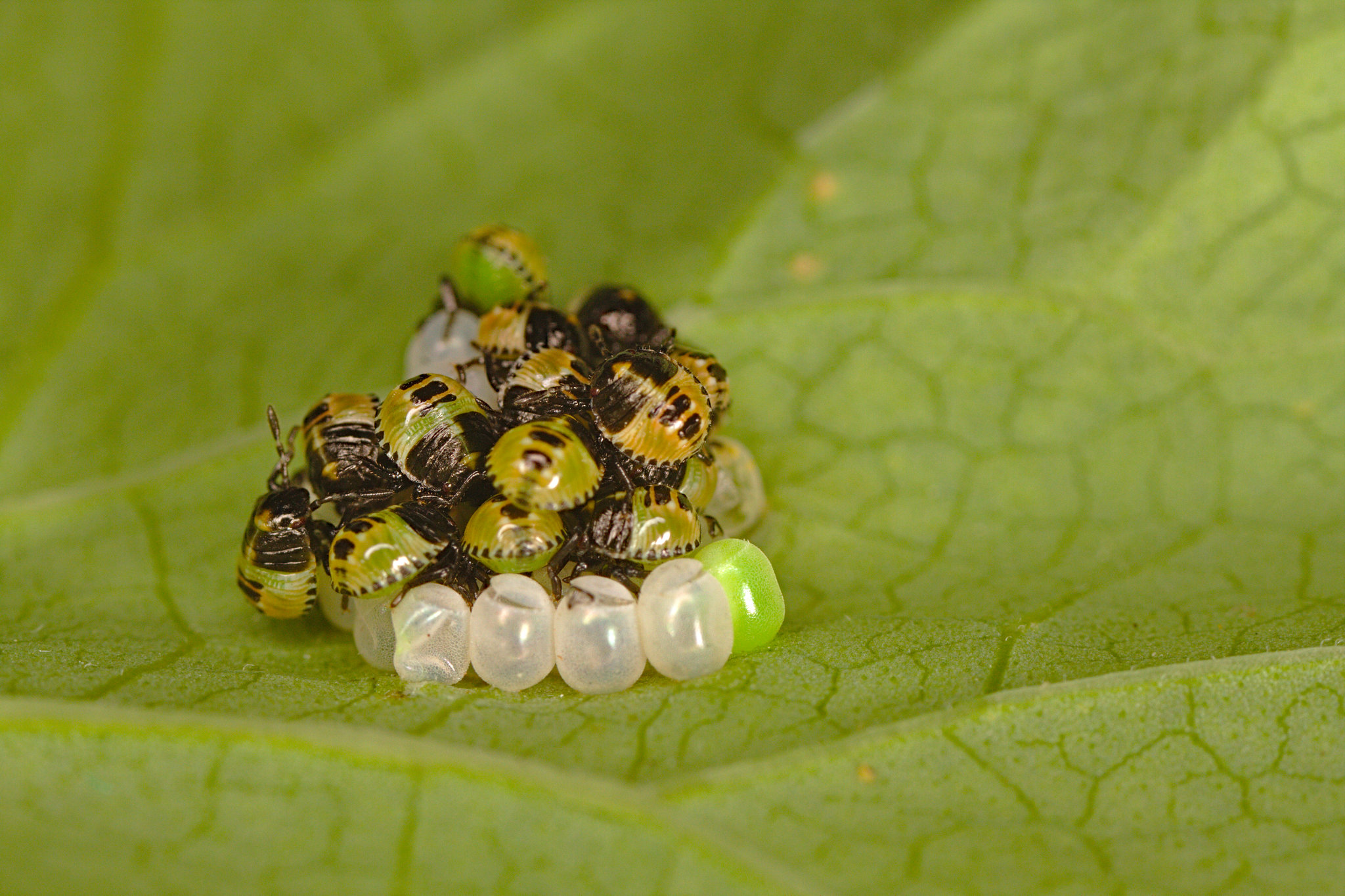 Shield bugs IMG_1292