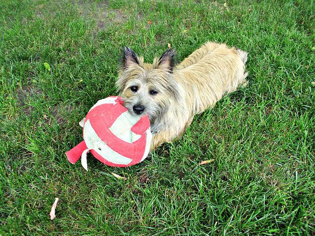 Fergus and I played soccer today.