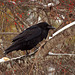 winter raven