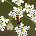 20110519 2638RAw [D~MI] Insekt, Großes Torfmoor, Hille