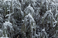Snow-Covered Sage
