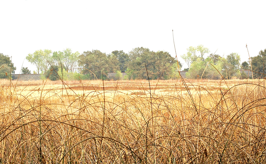 Cosumnes River Preserve