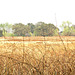 Cosumnes River Preserve