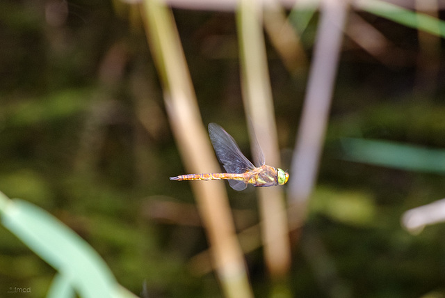 Endlich mal im Flug erwischt - Keilfleck-Mosaikjungfer