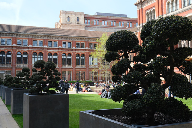 V&A courtyard and trees