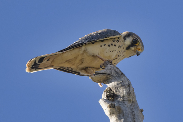 Kestrel