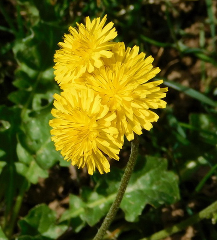 Fleurs de pissenlit***************