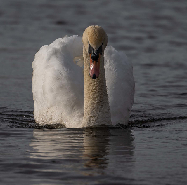 Mute swan