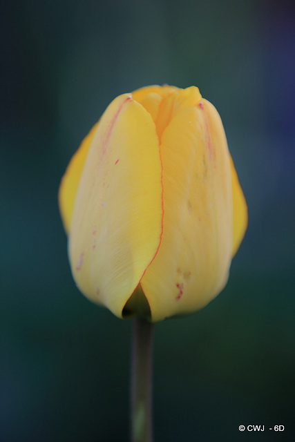 April Tulips