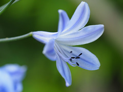 Agapanthus