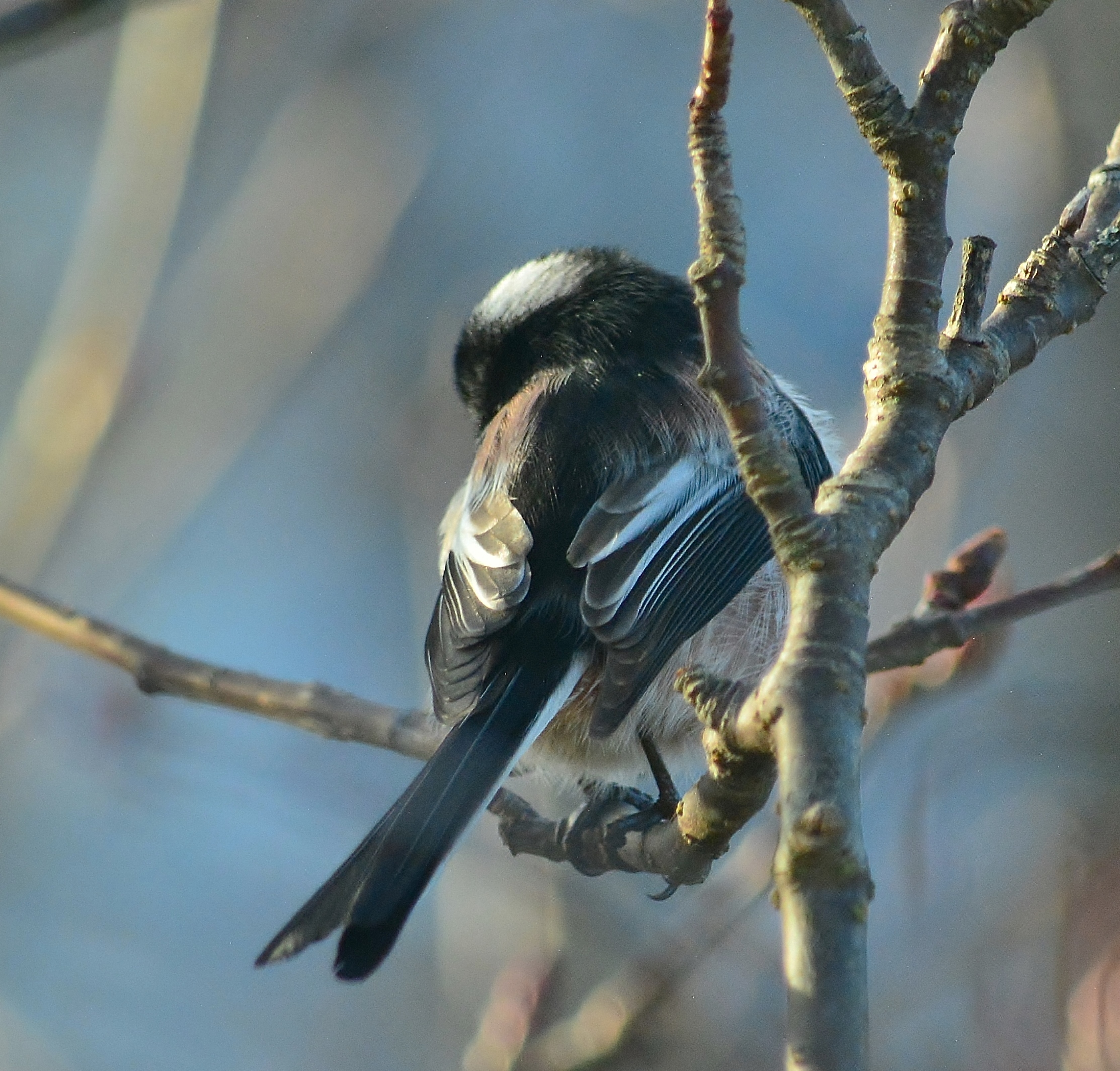 Long Tailed Tit