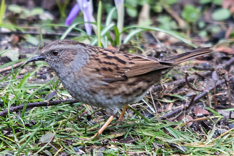 20150305 7160VRTw [D~RI] Heckenbraunelle (Prunella modularis), Rinteln