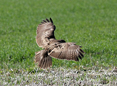 Bussard (Beutezug?)