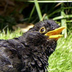 Blackbird sunbathing