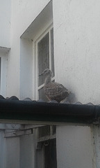Baby seagull on my porch roof