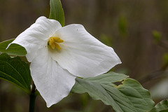 Large-flowered Trillium