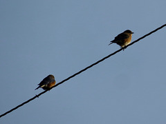 Bluebirds on power line