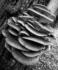 family of oyster mushrooms