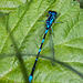 20110519 2639RAw [D~MI] Azurjungfer, Großes Torfmoor, Hille