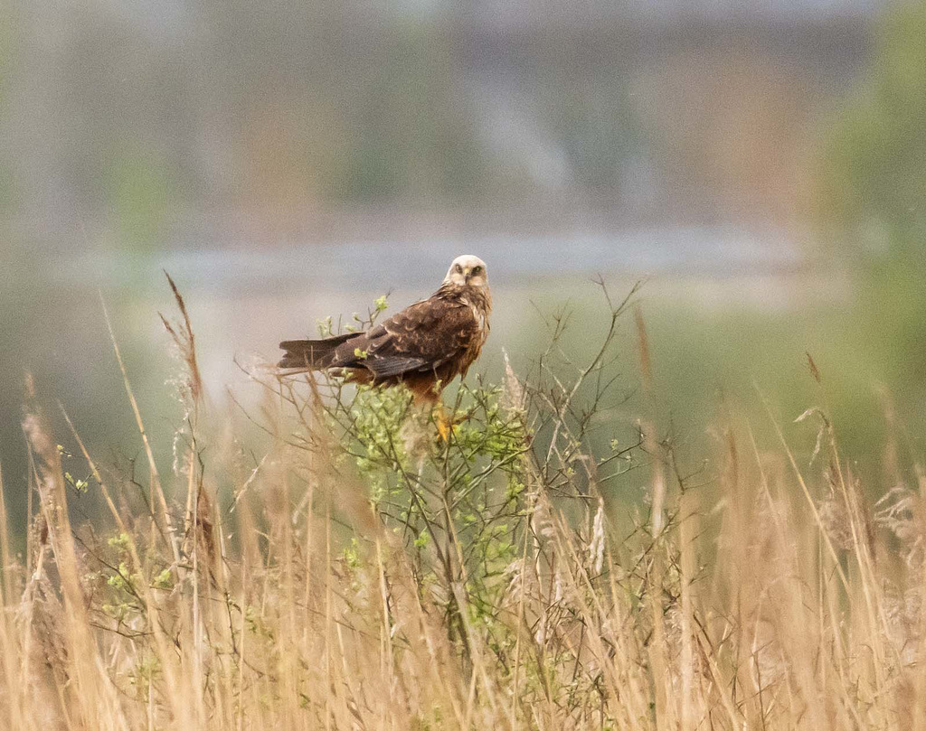 Marsh harrier