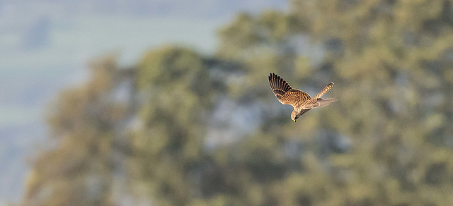 Kestrel diving