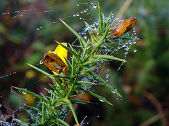 Gorse with misty droplets