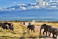 Elephant crossing!