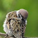 Tree sparrow