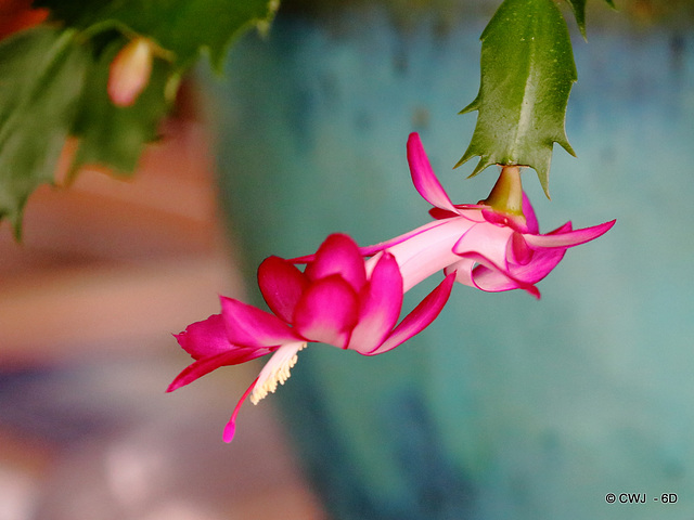 Christmas Cactus in bloom - in April!