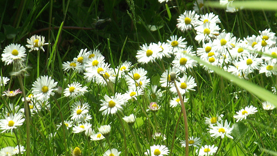 So many daisies on the lawn