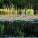 Reflected Reeds at the Waters Edge