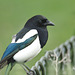 IMG 0059Magpie